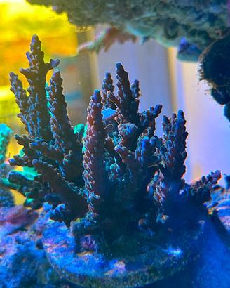 Talea acropora