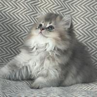 Cuccioli gatto scottish straight