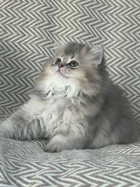 Cuccioli gatto scottish straight