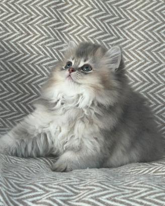 Cuccioli gatto scottish straight