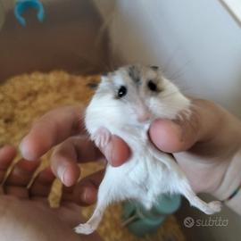 Criceti Roborosky