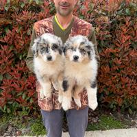 Cucciole di Pastore Australiano (Aussie)