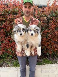 Cucciole di Pastore Australiano (Aussie)