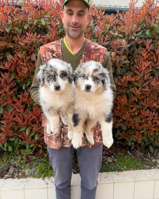 Cucciole di Pastore Australiano (Aussie)