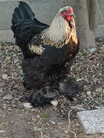 Gallo Brahma