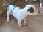 Immagine 2