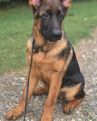Cuccioli Pastore Tedesco 4 mesi