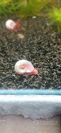 Planorbarius pink