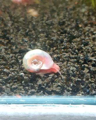 Planorbarius pink