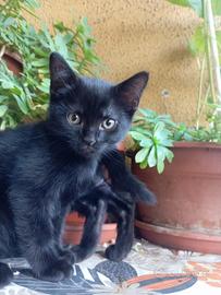 Gattini di due mesi