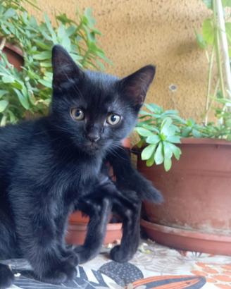 Gattini di due mesi