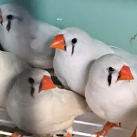 Diamantini mandarini