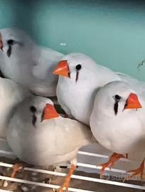 Diamantini mandarini