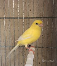 Coppia canarini