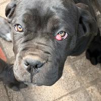 Cucciola di cane corso