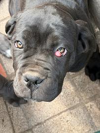 Cucciola di cane corso