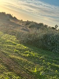 Estirpo ulivi con xylella