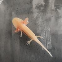 Axolotl
