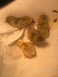 Pulcini di quaglia cinese