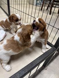 Cavalier King con pedigree