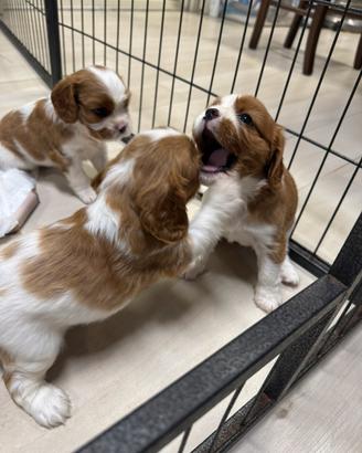 Cavalier King con pedigree
