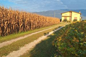 Fontanafredda - Casa singola e terreni