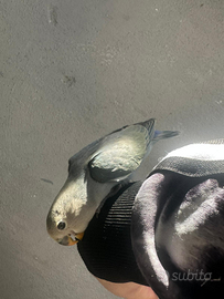 Inseparabile allevato a mano