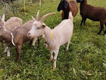Capra - Animali In vendita a Trento