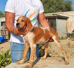Vendita cucciolo di quattro mesi