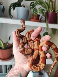 Boa Constrictor Imperator Hypo IMG