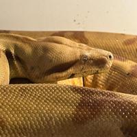 Serpenti
