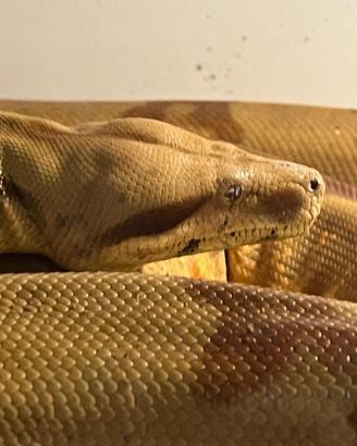 Serpenti