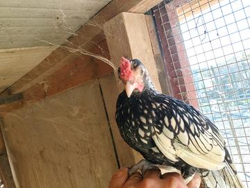 Galli sebright