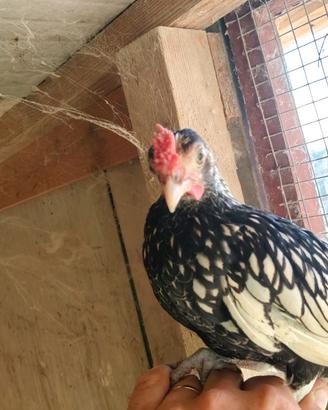 Galli sebright