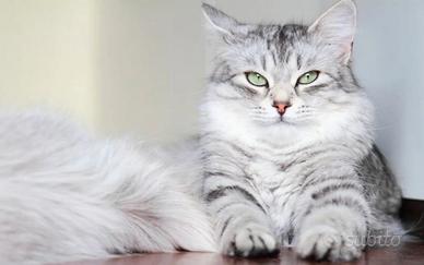 Gatti ipo allergenico di razza siberiani