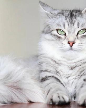 Gatti ipo allergenico di razza siberiani