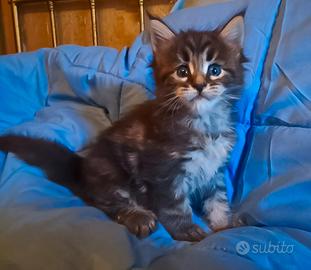 Cucciolo Maine Coon XXL