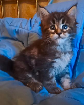 Cucciolo Maine Coon XXL