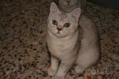 Gattini di pura razza british shorthair 3 mesi