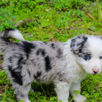 Cuccioli di Border Collie
