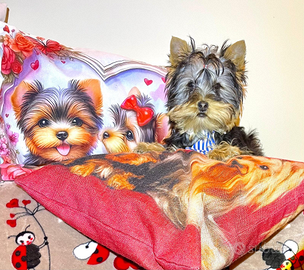 Cucciolo standard di yorkshire terrier