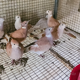 Tortore dal collare varie colorazioni