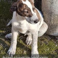 Vorrei una casa per questo cucciolo