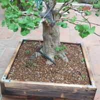 Pre Bonsai Ginko Biloba