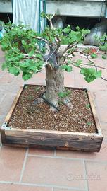 Pre Bonsai Ginko Biloba