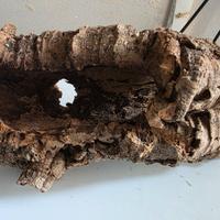 Tronco cavo per rettili e anfibi