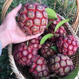 Piantine di Kadsura Coccinea