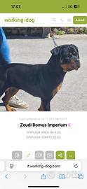 Cuccioli dí Rottweiler Alta genealogia