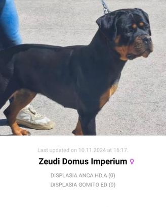 Cuccioli dí Rottweiler Alta genealogia