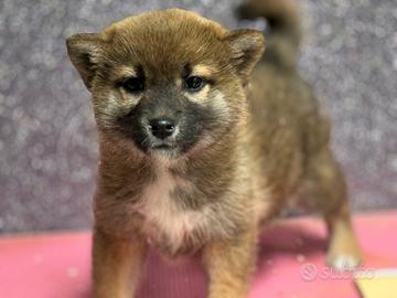Shiba Inu